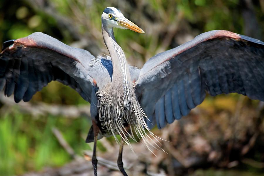 A Great Blue Heron Stretches Its Wings Photograph by Caren Brinkema A Great Blue Heron Stretches Its Wings Photograph by Caren Brinkema