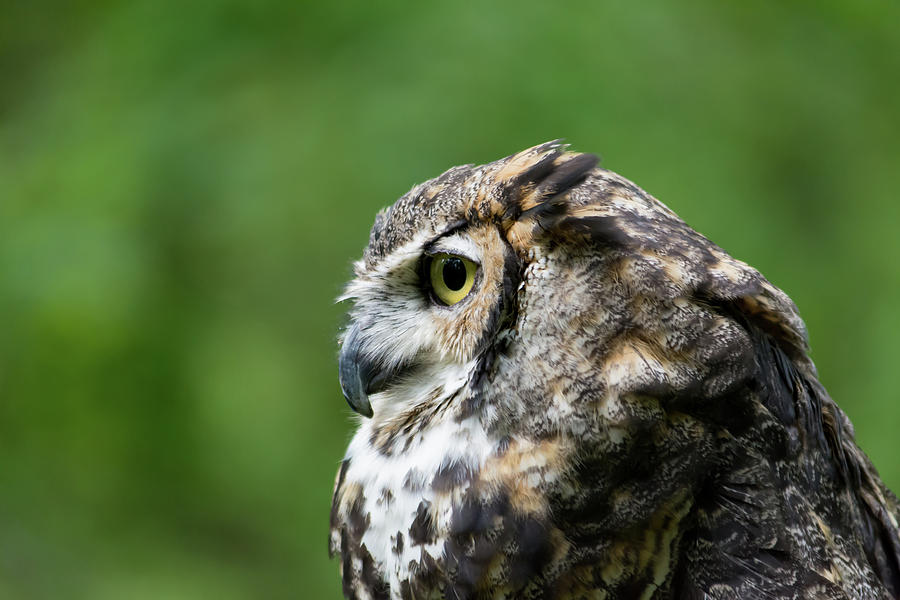 A Great Horned Owl in Profile  Photograph by Liz Albro