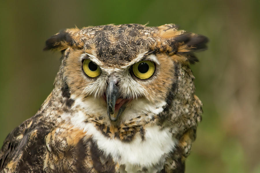 A Great Horned Owl with Beak Open Photograph by Liz Albro