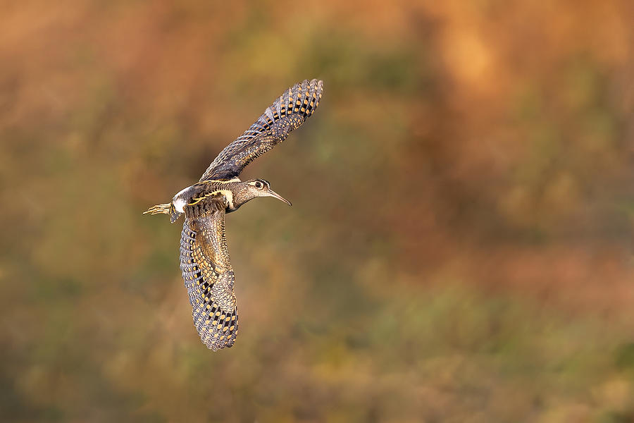 A Greater Painted Snipe In Flight Photograph by Hari K Patibanda