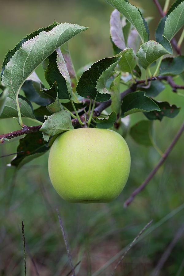 A Green Apple On A Tree Photograph by Yelena Strokin