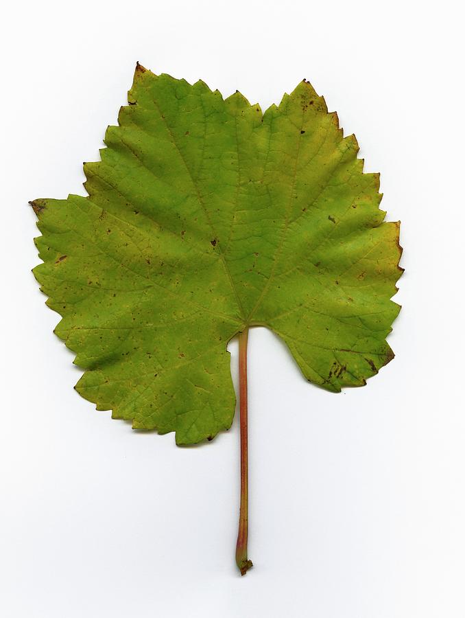 A Green Chardonnay Vine Leaf seen From Above Photograph by Joerg Lehmann