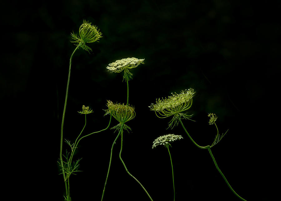 Landscape Photograph - A Green Dance by Jennifer Chen