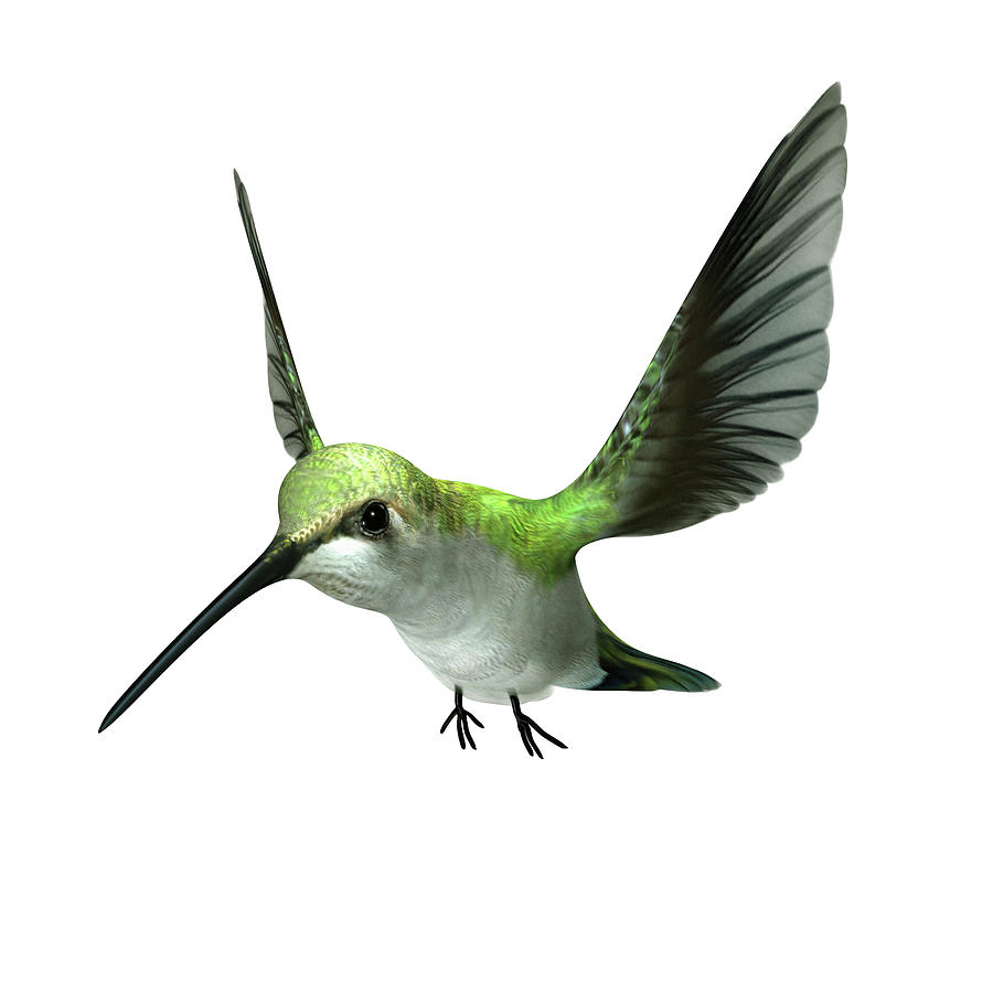 Hummingbird Photograph - A Green Hummingbird Flying On White by Artpartner-images