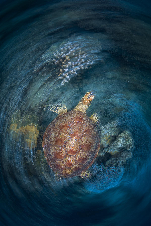 A Green Turtle On The Reef Photograph by Barathieu Gabriel