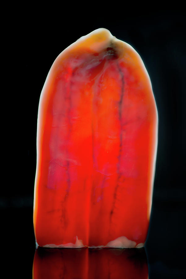 A Grey Mullet Bottarga Covered In White Wax With The Light Shining Through Photograph by Jamie Watson