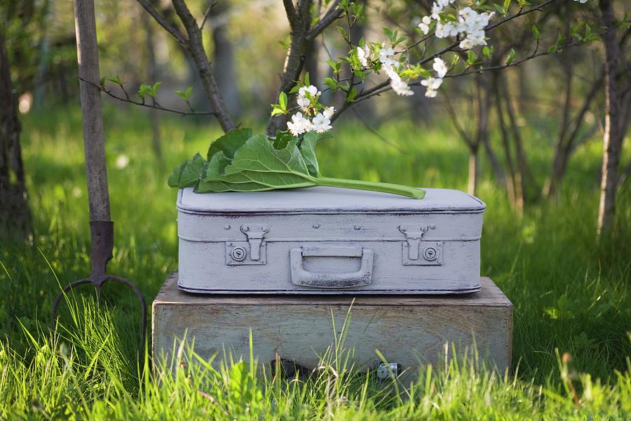 A Grey Suitcase With A Flower Branch And A Rhubarb Leaf On A Wooden Box Photograph by Alicja Koll