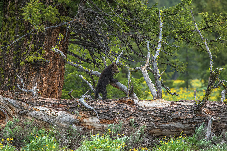 A Grizzly Bear Paradise Photograph by Yeates Photography