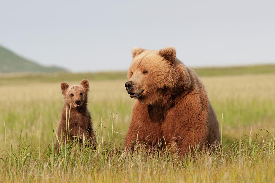 A Grizzly Bear Ursus Arctos Horribilis Photograph by Design Pics / Deb Garside