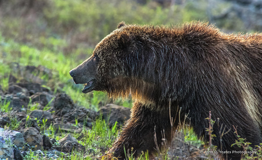 A Grizzly Morning In Yellowstone Photograph by Yeates Photography