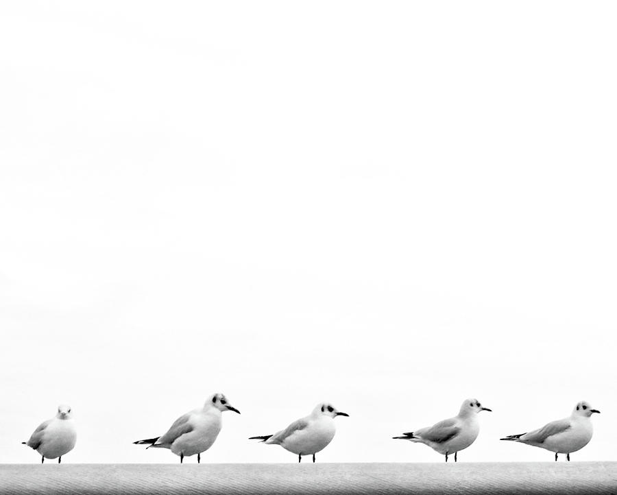 A Group Of Birds Photograph by Eddy Joaquim