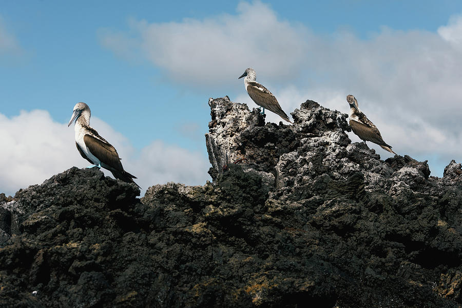 Wildlife Photograph - A Group Of Blue Footed Booby Sit On Top Of Lava Rocks In The Galapagos by Cavan Images