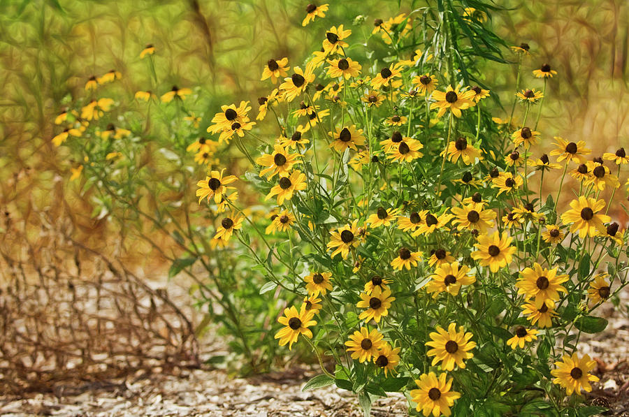 A Group Of Bossoming Black-eyed Susan Photograph by Maria Mosolova