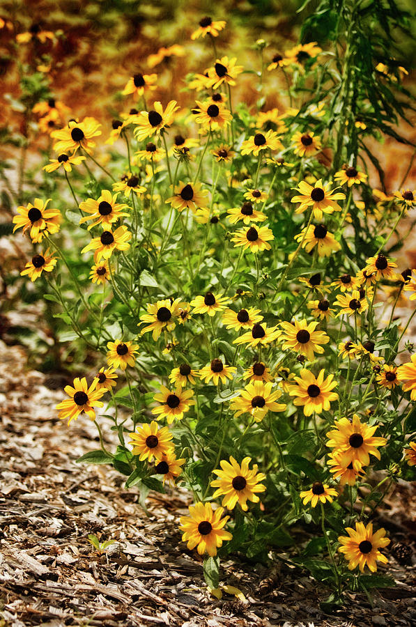 A Group Of Bossoming Black-eyed Susans Photograph by Maria Mosolova