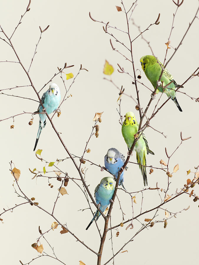 A Group Of Budgies In A Tree Photograph by Walker And Walker