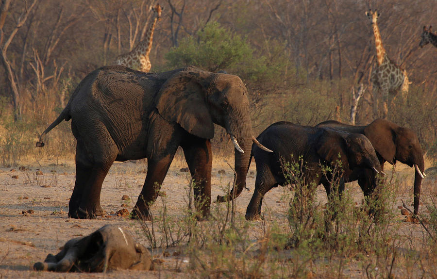 A Group of Elephants and Giraffes Walk Photograph by Philimon Bulawayo ...