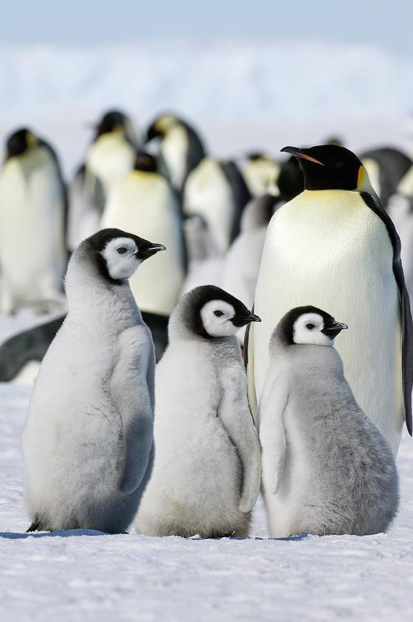 A Group Of Emperor Penguins Standing On Photograph by Mint Images - David Schultz