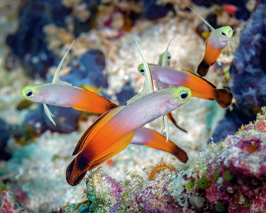 A Group Of Fire Dartfish Nemateleotris Photograph by Bruce Shafer