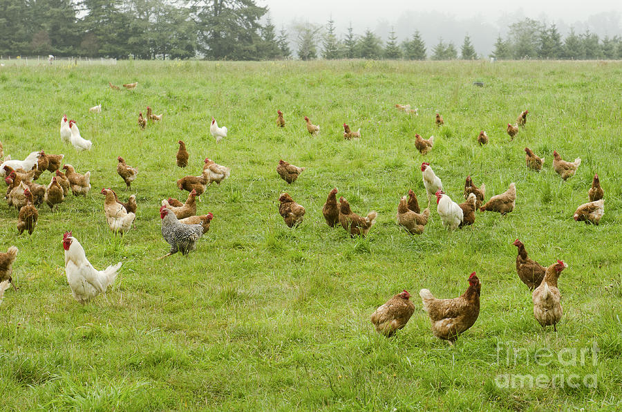 A Group Of Free Range Chickens Feed Photograph by Tfoxfoto Pixels