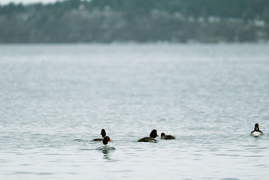 Animal Photograph - A Group Of Goldeneye Ducks Swimming Together On The Salish Sea by Cavan Images