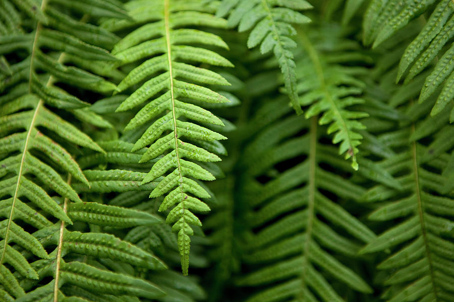 A Group Of Green Ferns by Jordan Siemens