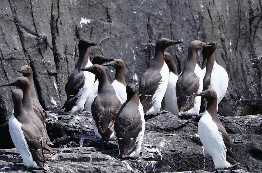 A Group Of Guillemots Photograph by Jeff Townsend