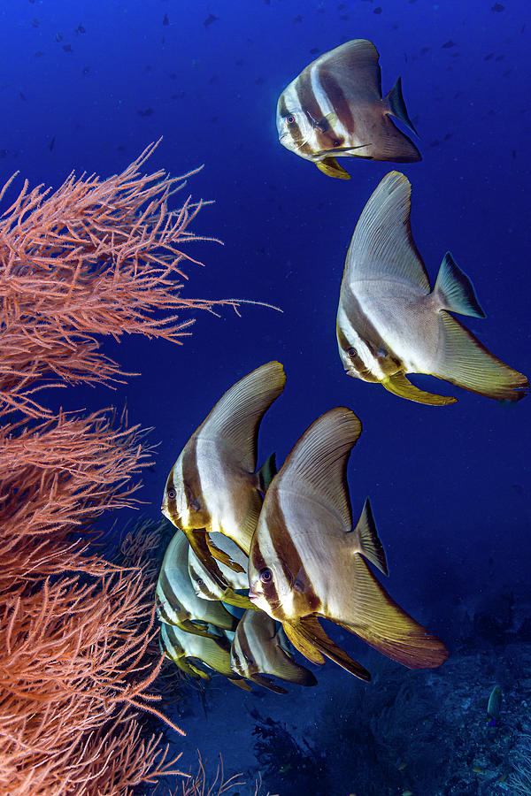 A Group Of Longfin Spadefish Platax Photograph by Bruce Shafer