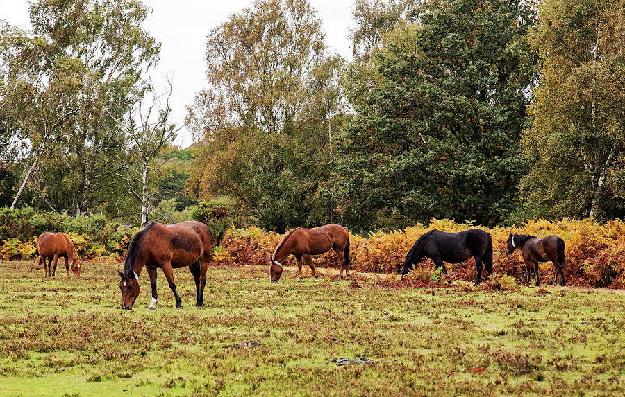 A Group Of New Forest Ponies Photograph by Jeff Townsend