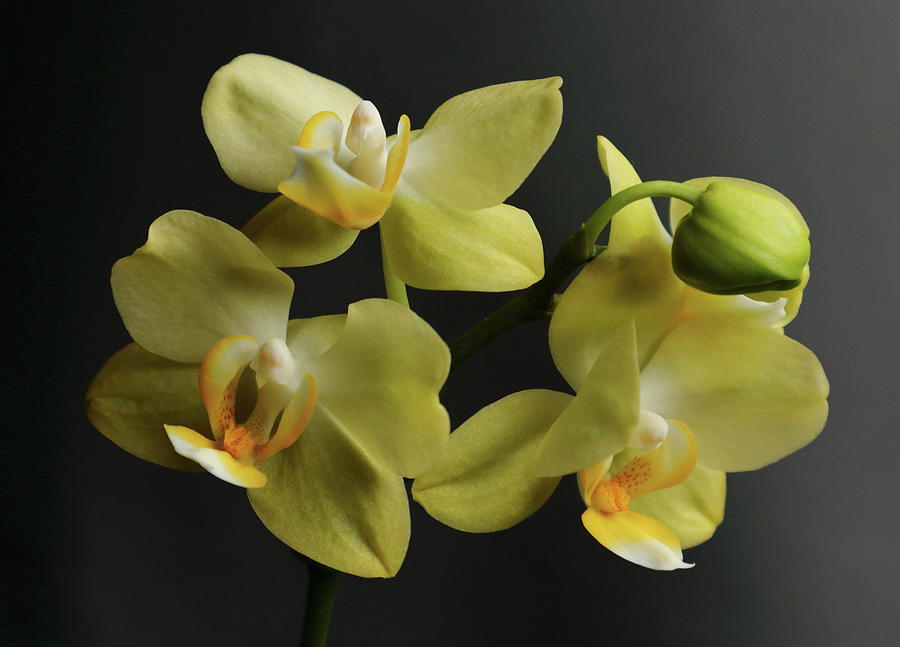 A Group Of Orchids Photograph by Jeff Townsend