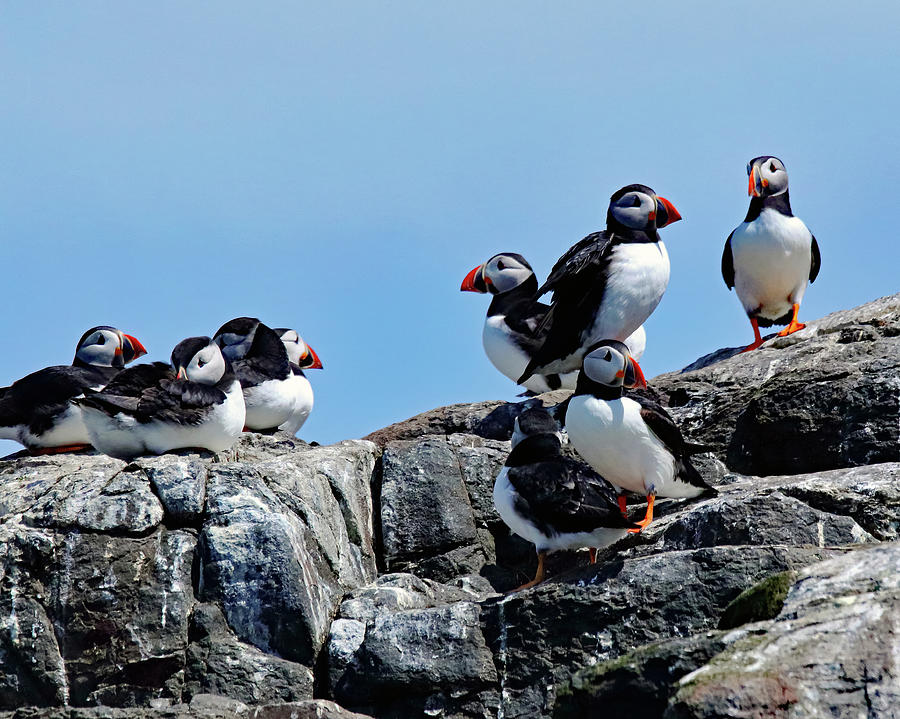 A Group Of Puffins Photograph by Jeff Townsend