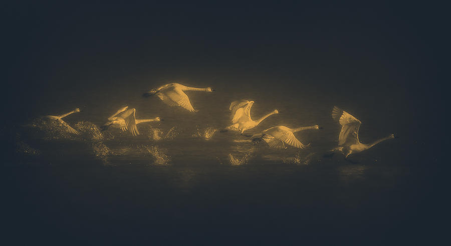 A Group Of Tundra Swans Taking Off Photograph by Xiaobing Tian