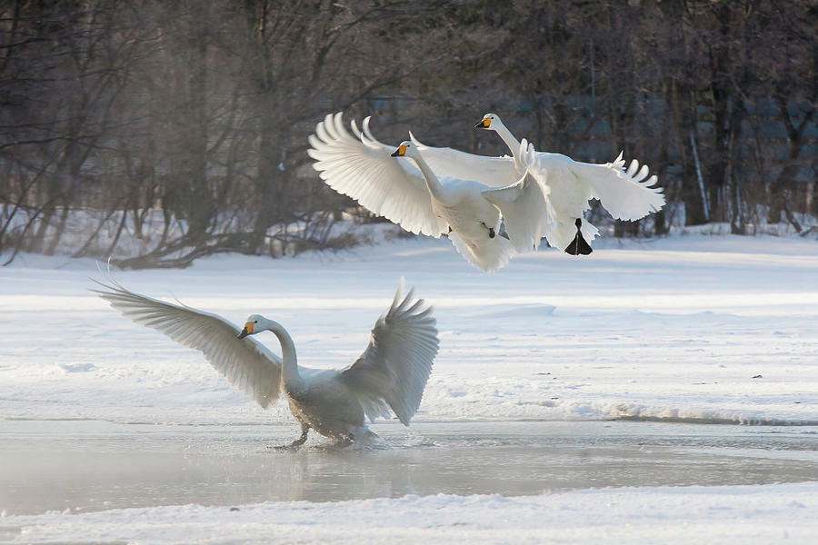 A Group Of Whooper Swans On The Surface Photograph by Mint Images - Art Wolfe