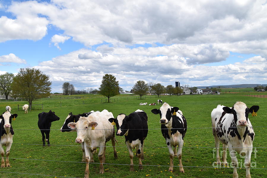 A Grouping of Cows on an April Day Photograph by Christine Clark