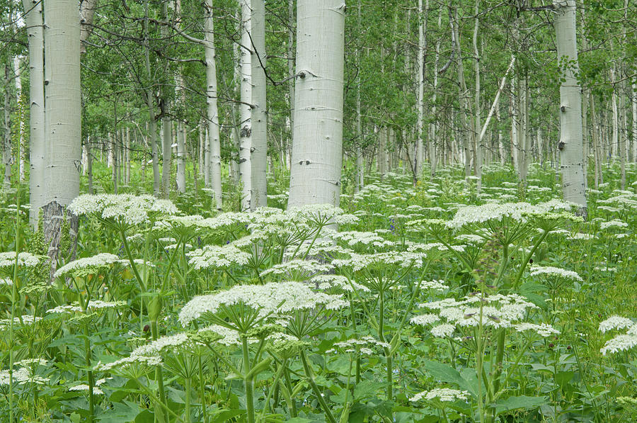 A Grove Of Quivering Aspen Trees, And Photograph by Mint Images - David Schultz