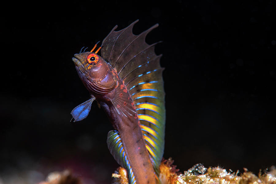 A Gulf Signal Blenny Emblemaria Photograph by Brook Peterson
