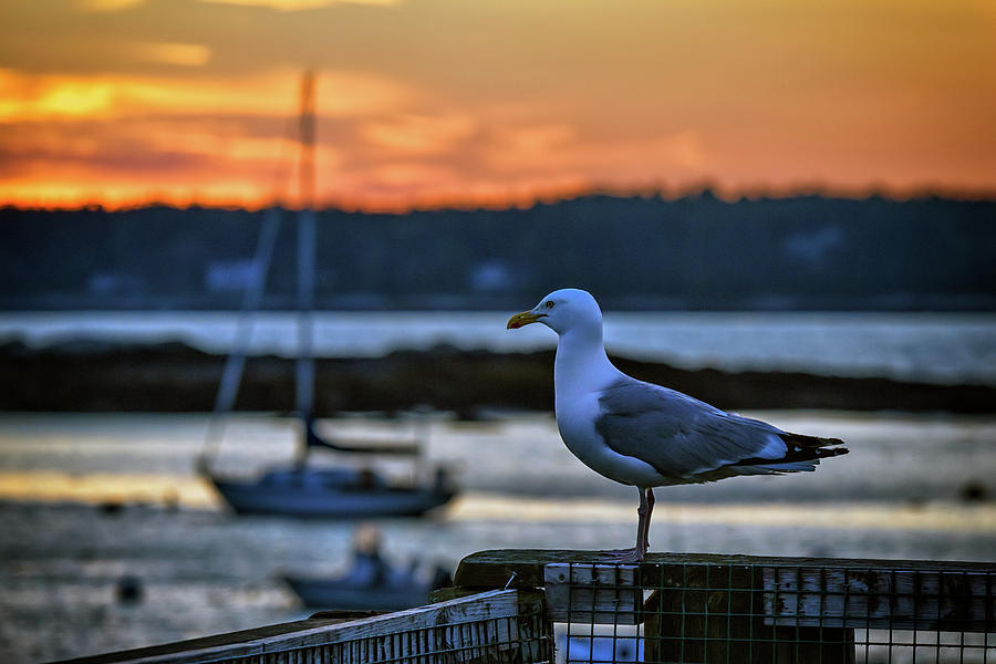 Seagull Photograph - A Gull in Five Islands Harbor by Rick Berk