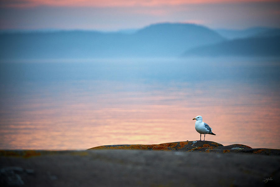 A Gulls Life Photograph by Doug Gibbons