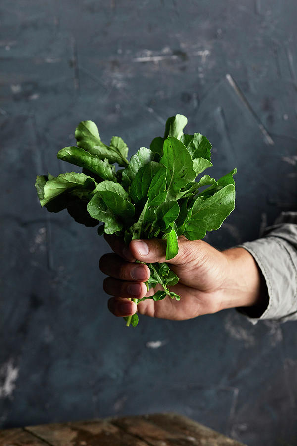 A Hand Holds Freshly Picked Arugula Leaves Photograph by Natasa Dangubic