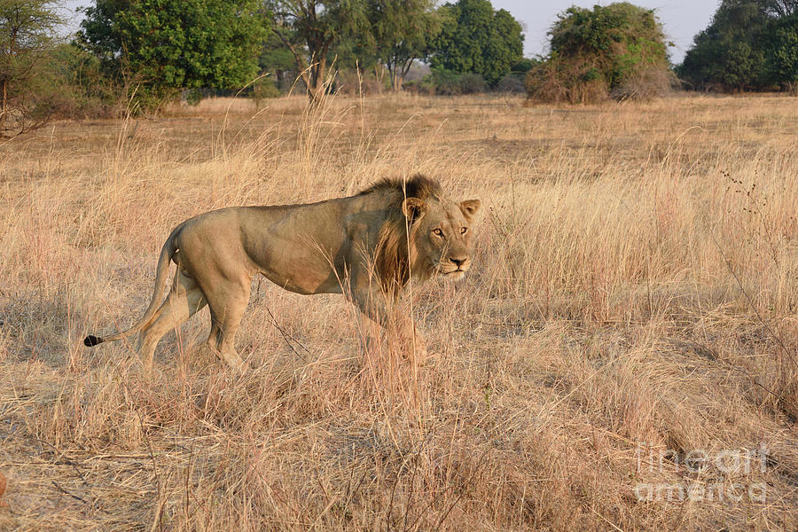 A Handsome Lion Stalking in The Bush At Sunset. Photograph ...