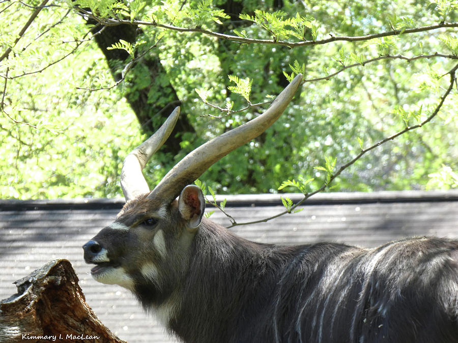 A Happy Lesser Kudu Photograph by Kimmary MacLean