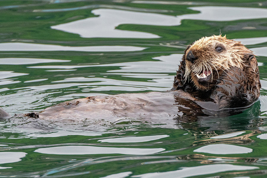 A Happy Looking Sea Otter Photograph by Mark Hunter