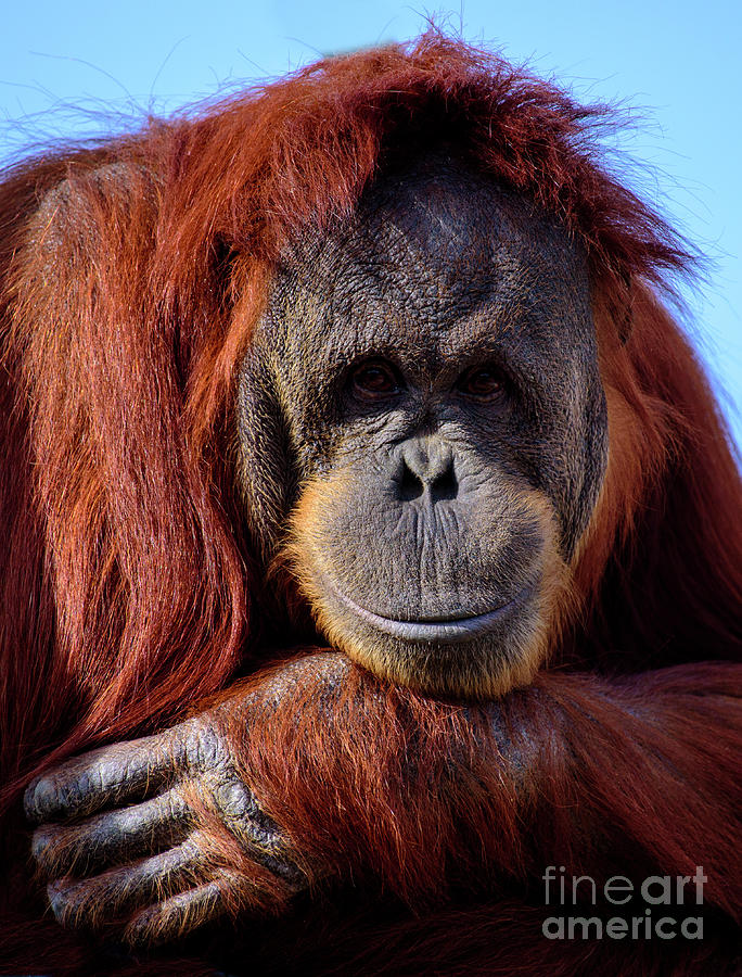 A Happy Orangutan Photograph by Bill Frische