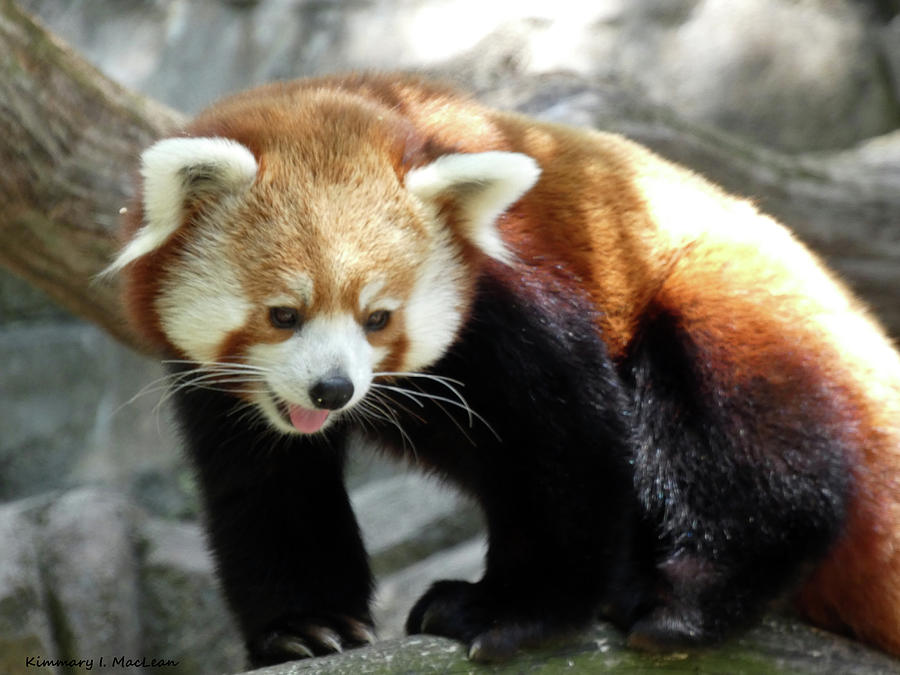 A Happy Red Panda Photograph by Kimmary MacLean