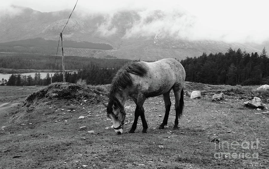 A hard life by Peter Skelton A hard life by Peter Skelton