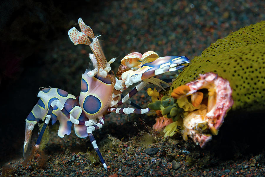 A Harlequin Shrimp Hymenocera Elegans Photograph by Bruce Shafer