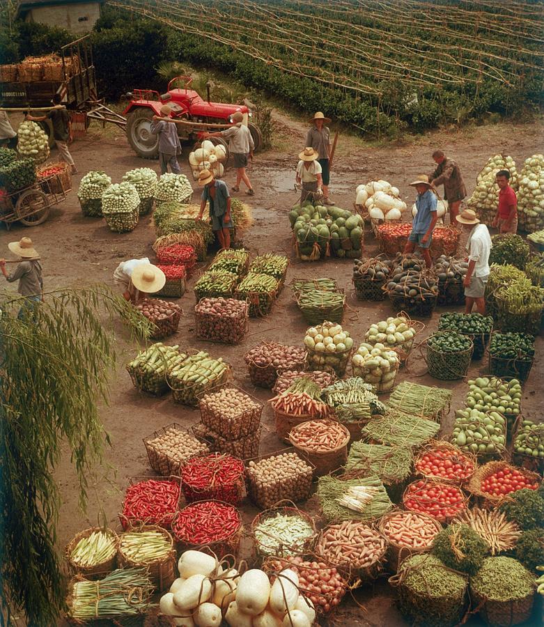 A Harvest In China Photograph by Keystone-france