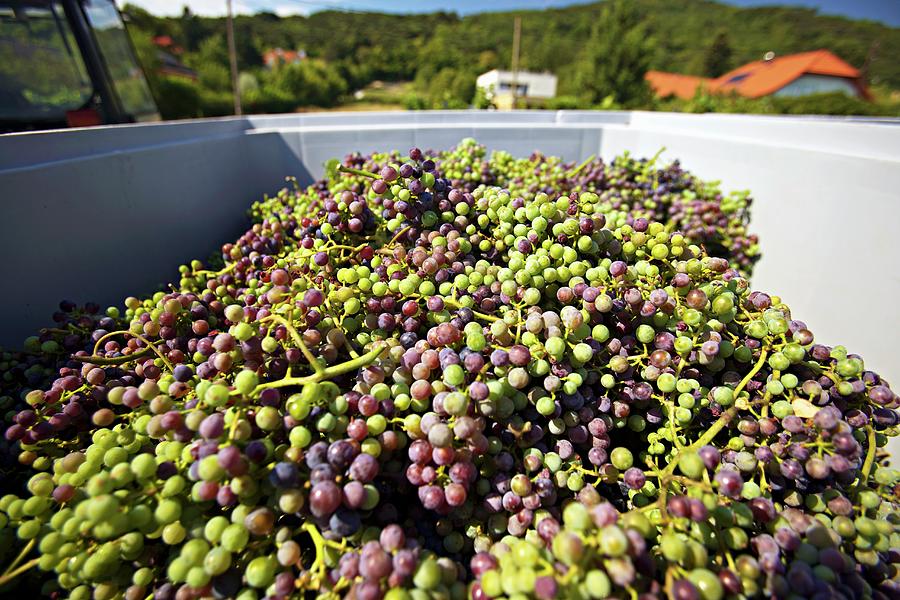 A Harvest Of Unripe Zweigelt Grapes For Making Verjuice Photograph by Herbert Lehmann