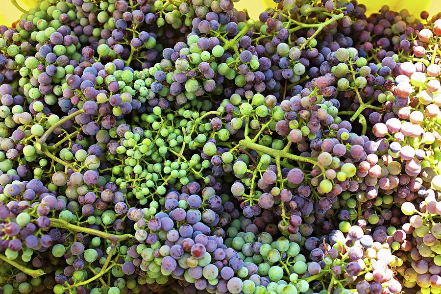 A Harvest Of Unripe Zweigelt Grapes For Making Verjus Photograph by Herbert Lehmann