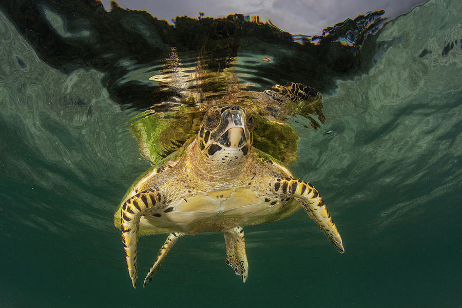 A Hawksbill Sea Turtle, Eretmochelys Photograph by Ethan Daniels
