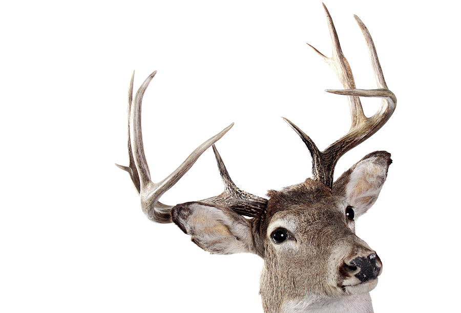 A Headshot Of The Whitetail Buck On A Photograph by Rmfox